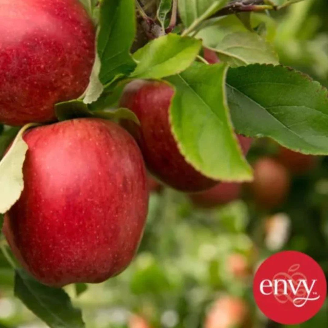 Envy New Zealand (XXL) Jumbo